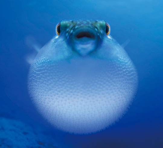 海洋生物について幅広く学べる学科