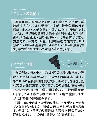 ネコザメパネル