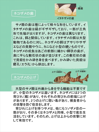 ネコザメパネル