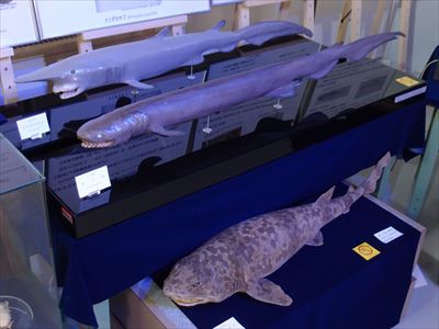 第Ⅱ部展示紹介