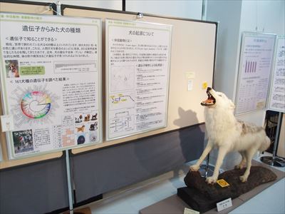 家畜展