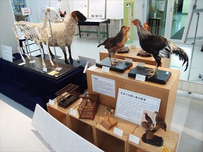 家畜展