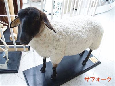 サフォーク