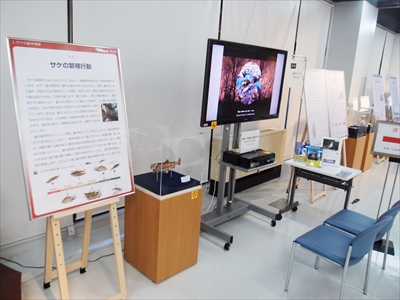 サケ展