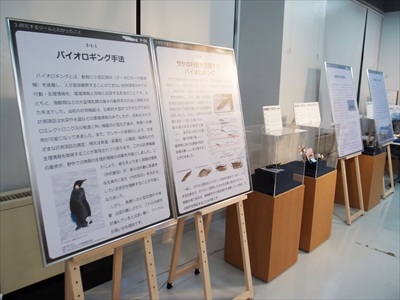 サケ展
