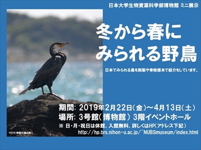 野鳥