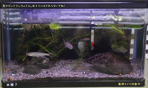 水槽