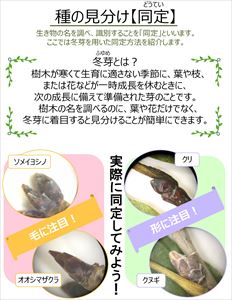 冬芽