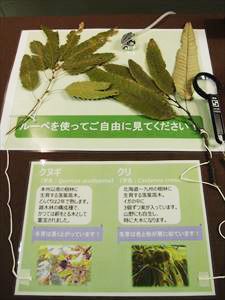 冬芽