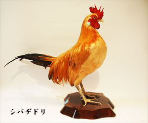 シバヂドリ