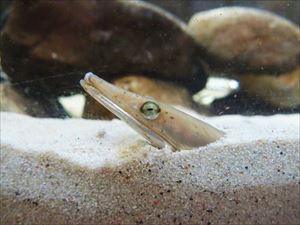 ダイナンウミヘビ