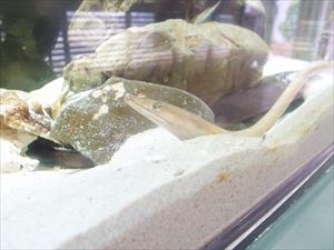 ダイナンウミヘビ