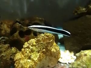 ホンソメワケベラ