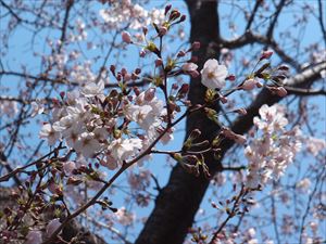 桜