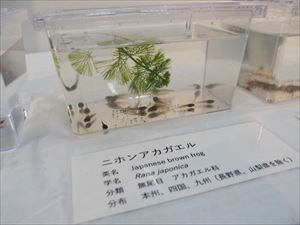 ミニ展示