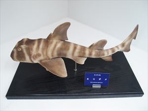 ネコザメ