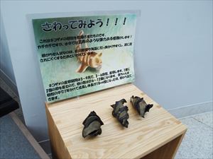 ネコザメ