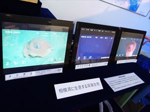 モース展