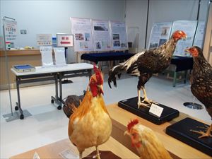 家畜展