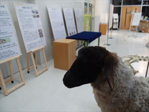 家畜展