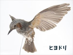 ヒヨドリ