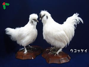 ウコッケイ