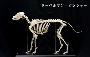 ドーベルマン・ピンシャー