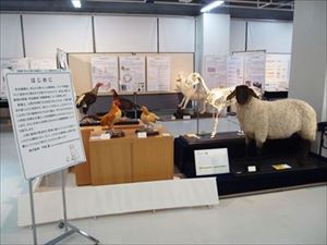 家畜展