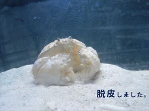カラッパ