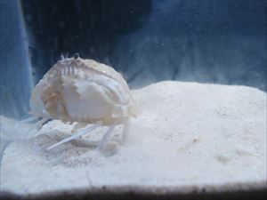 カラッパ