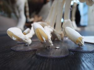 ホワイトタイガー