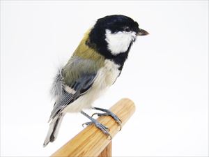 シジュウカラ