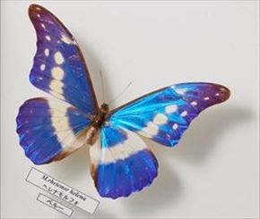 モルフォチョウ