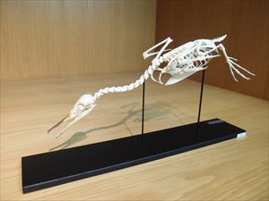 ウミアイサ