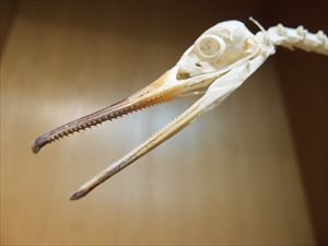 ウミアイサ
