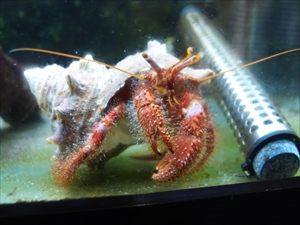 イシダタミヤドカリ