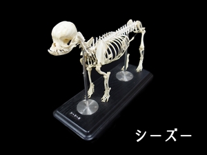 シーズー
