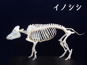 ご挨拶