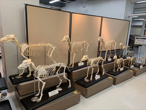 犬骨格標本