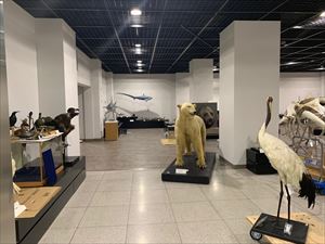 新展示
