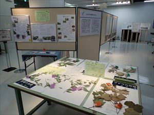 企画展