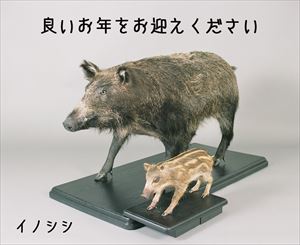 イノシシ