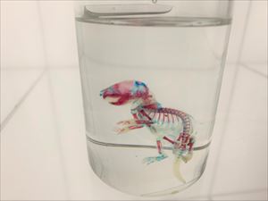 透明標本