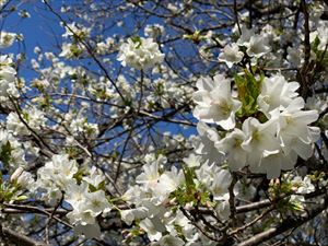 桜