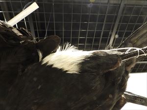 ウミウ