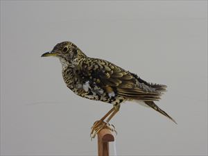 小鳥