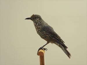 小鳥