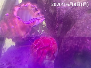 ヤドカリ