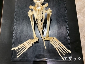 アザラシ