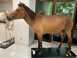 木曽馬